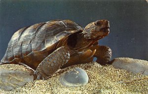 Turtle On Sand Turtles Unused 