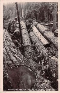 Puget Sound Washington Fir Forest Logging Real Photo Vintage Postcard AA43325