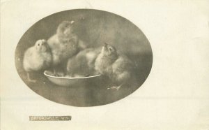 RPPC Postcard Wisconsin Oxfordville Baby Chicks frame like 23-6855