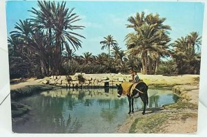 Vintage Postcard Children on Donkey at a Watering Hole l'Oasis South Tunisia