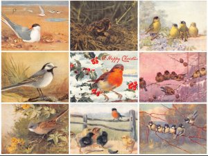 Birds various species lot of 9 postcards B898