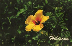 Postcard Hibiscus Hawaii