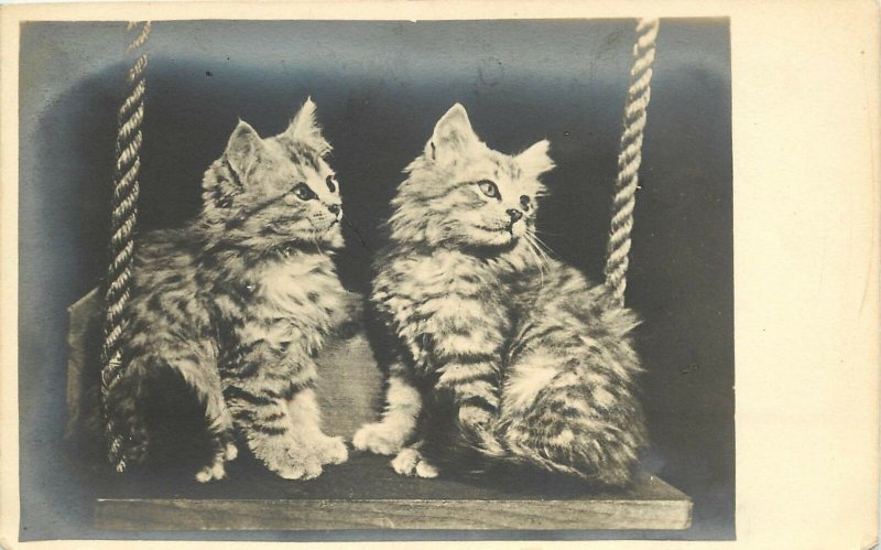 Taber Studio Real Photo Cat PC; Grey or Silver Tabby Persian Kittens on Swing