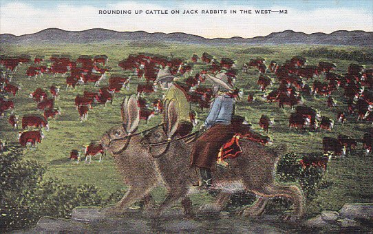 Exaggeration Rounding Up Cattle On Large Jack Rabbits In The West