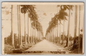 Royal Palm Avenue Havana Cuba 1926 Columbia SC Salles Family Postcard I25