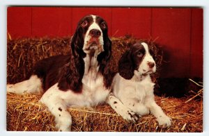 Springer Spaniel Mother And Puppy Dog Vintage Postcard Chrome Cute Animals Pup