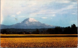 USA Daffodil Farm Puyallup Valley Mt Rainier Washington Chrome Postcard 03.77