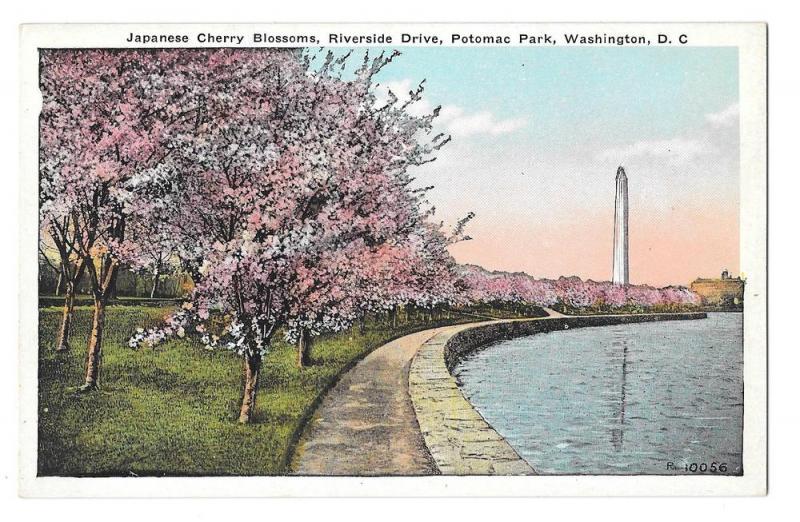 Washington DC Cherry Blossooms Potomac Park Postcard