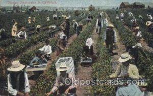 Picking Dewberries Farming, Farm, Farmer  1908 Missing Stamp 