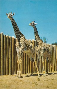 Kansas City, MO Missouri  SPOTTY & DOTTIE Masai Giraffes~Swope Park Zoo Postcard