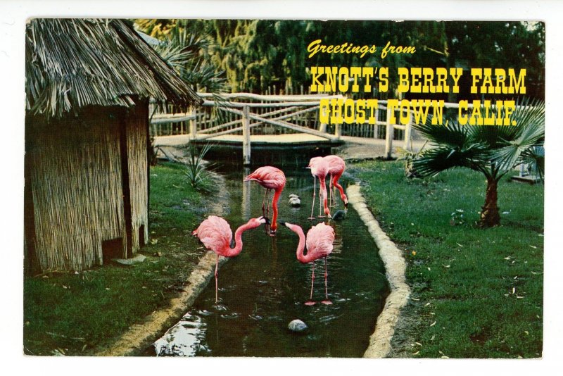 CA - Buena Park. Knott's Berry Farm, Ghost Town. Flamingos