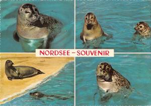 B98664 nordsee seal sceau germany animals animaux