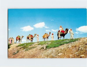 Postcard Camel Caravan Used in Black Hills Passion Play Spearfish South Dakota