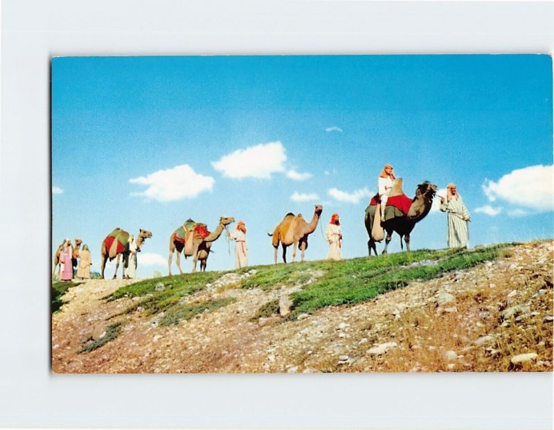 Postcard Camel Caravan Used in Black Hills Passion Play Spearfish South