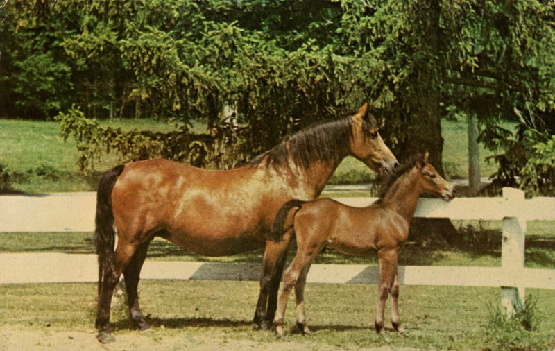 VT - Weybridge, UVM. Morgan Mare UVM Flirt & Foal