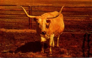 Oklahoma Afton Longhorn Steer At Buffalo Ranch