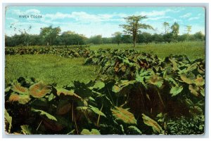 1938 Water Lilly Growing in Farm at River Cocoa Constant Spring Jamaica Postcard