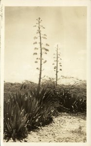 aruba, N.W.I., Unknown Plants (1940s) RPPC Postcard