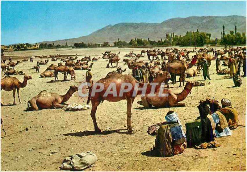 Postcard Modern Kabul Stockyard Ghaznee Camels