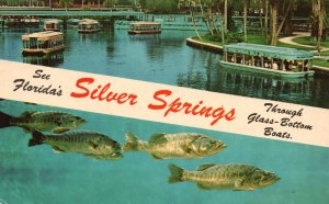 Postcard See Florida's Silver Springs Through World Famous Glass-Bottom Boats