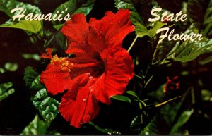 Hawaii State Flower Red Hibiscus