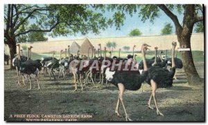 Old Postcard Ostriches A prize flock Cawston Ostrich Farm South Pasadena Cali...