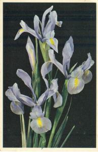 Iris Wedgwood flowers, early 1900s used Postcard