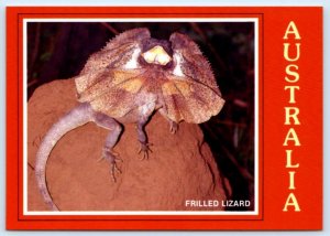 AUSTRALIA ~Wildlife FRILLED LIZARD Chlamydosaurus Kingii Reptile 4x6 Postcard