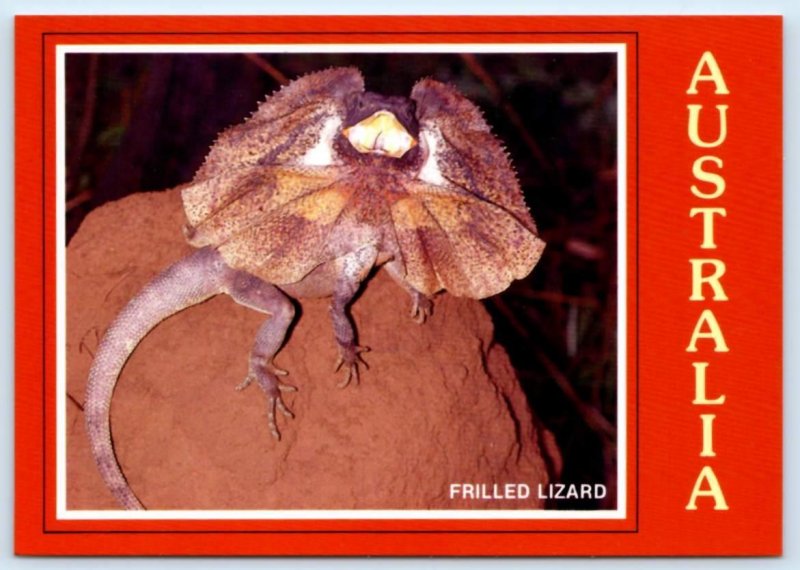 AUSTRALIA ~Wildlife FRILLED LIZARD Chlamydosaurus Kingii Reptile 4x6 Postcard