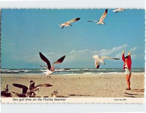 Postcard Sea gull time on the Florida beaches, Florida