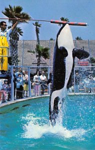 Whale High Jump, Shamu Sea World, San Diego, California, USA Fish / Sea Mamma...