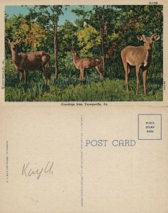 YOUNGSVILLE PA GREETINGS DEERS VINTAGE POSTCARD