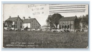 Vintage One Of The Many Herds Hershey Chocolate Co. Postcard P145E