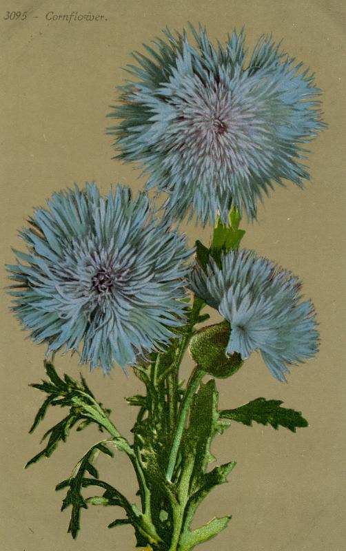 Flowers -   Cornflower                            (Edward H. Mitchell #3095)