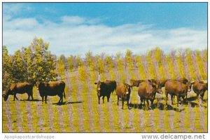 Canada Dual Purpose Herd Of Red Poll Cattle Crystal City Manitoba