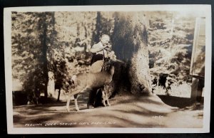 Vintage Postcard 1931 Feeding Deer, Sequia National Park, California CA  (RPPC)