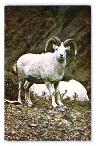 Dall Sheep Interior Alaska Mountains Postcard