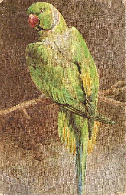 \The parrot\ Nice antique German postcard