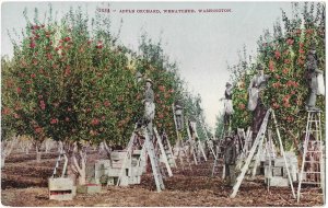 Picking Apples in Apple Orchard Wenatchee Washington