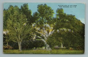 Suicide Oak in City Park New Orleans LA Postcard 