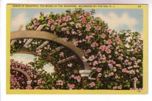 Arbor of Tea Roses at the Seashore, Wildwood by the Sea New Jersey