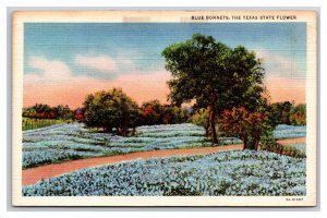 Blue Bonnets Texas State Flower TX UNP Linen Postcard E19