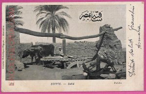 ag2714 - EGYPT - VINTAGE POSTCARD - Ethnic-