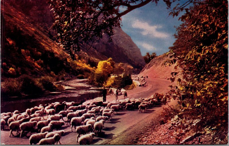 Vtg Sheepherder Herding Sheep in the Canyons of Utah UT Unused Chrome Postcard