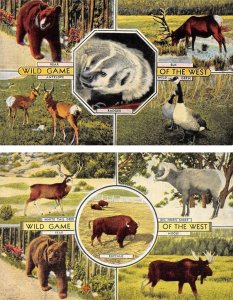 2~Animal Postcards  WILD GAME OF THE WEST Bear~Elk~Big Horn Sheep~Moose ca1940's