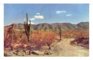 AZ - Arizona Desert Roadway