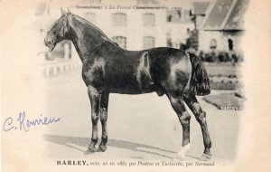 Harley La France Chevaline Race 1885 Horse Signed Antique Postcard