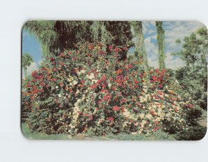 Postcard Tropical Flowers Bid You Welcome To Florida