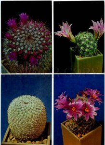 254031 Cacti Cactus photo Trubitcin SET of 24 Old postcards