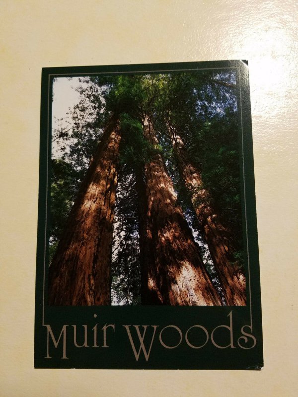 Muir Woods, California Postcard